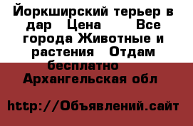 Йоркширский терьер в дар › Цена ­ 1 - Все города Животные и растения » Отдам бесплатно   . Архангельская обл.